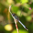 Little Blue Dragonlet Dragonfly