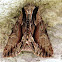 Common Hyppa Moth