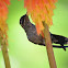 Magnifiscent Hummingbird