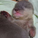 Asian small clawed otter