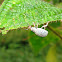 White Weevil