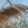Phragmites (Common Reed)