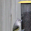 Tufted Titmouse