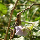 Oriental Garden Lizard