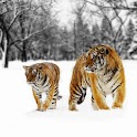 Amazed Tigers Background logo