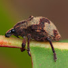 Ecalyptus Weevil