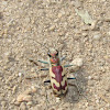 Blowout Tiger Beetle