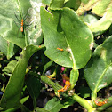 Milkweed Assassin Bug nymphs
