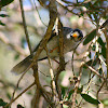 Noisy Miner