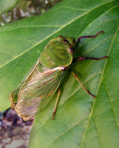 green grocer cicada | Project Noah