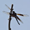 Widow Skimmer            Male