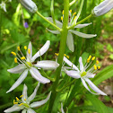 Wild hyacinth