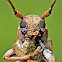 Longhorn Beetle