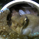 Veined / Coconut Octopus protecting Eggs
