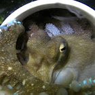 Veined / Coconut Octopus protecting Eggs