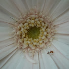 daisy-like flower