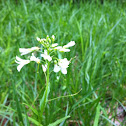 Spring cress