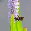 American Bumble Bee