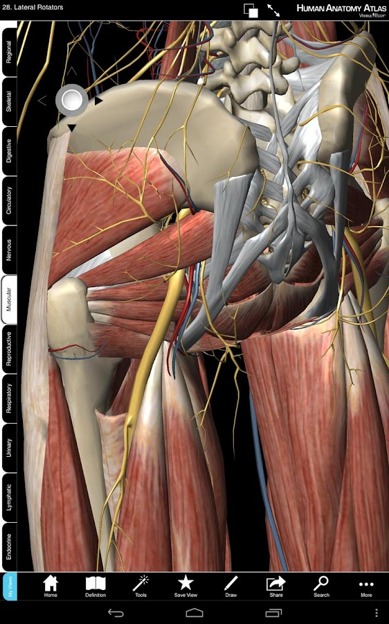 Human Anatomy Atlas - screenshot