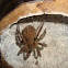 Brazilian wandering spider  