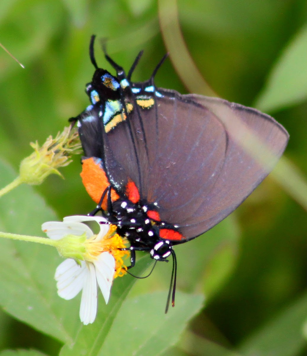 Great Purple Hairstreak Butterfly (female)