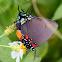 Great Purple Hairstreak Butterfly (female)