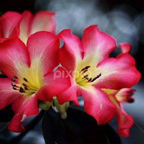 by Md Mamunur Rahman - Flowers Flower Gardens