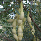 Stinking bean trefoil seedpods (Βρωμοκλάδι)