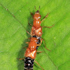 Rove Beetles
