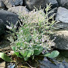 sea lavender
