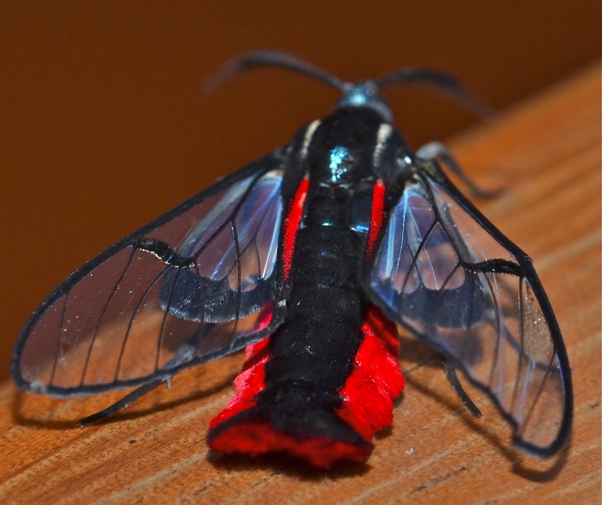 Scarlet-tipped Wasp Moth
