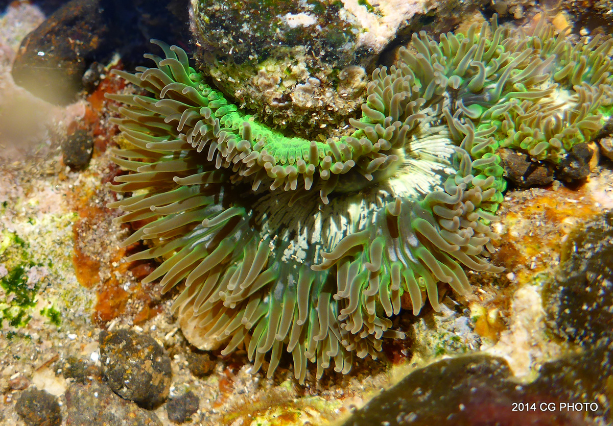 Sea Anemone