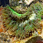 Sea Anemone