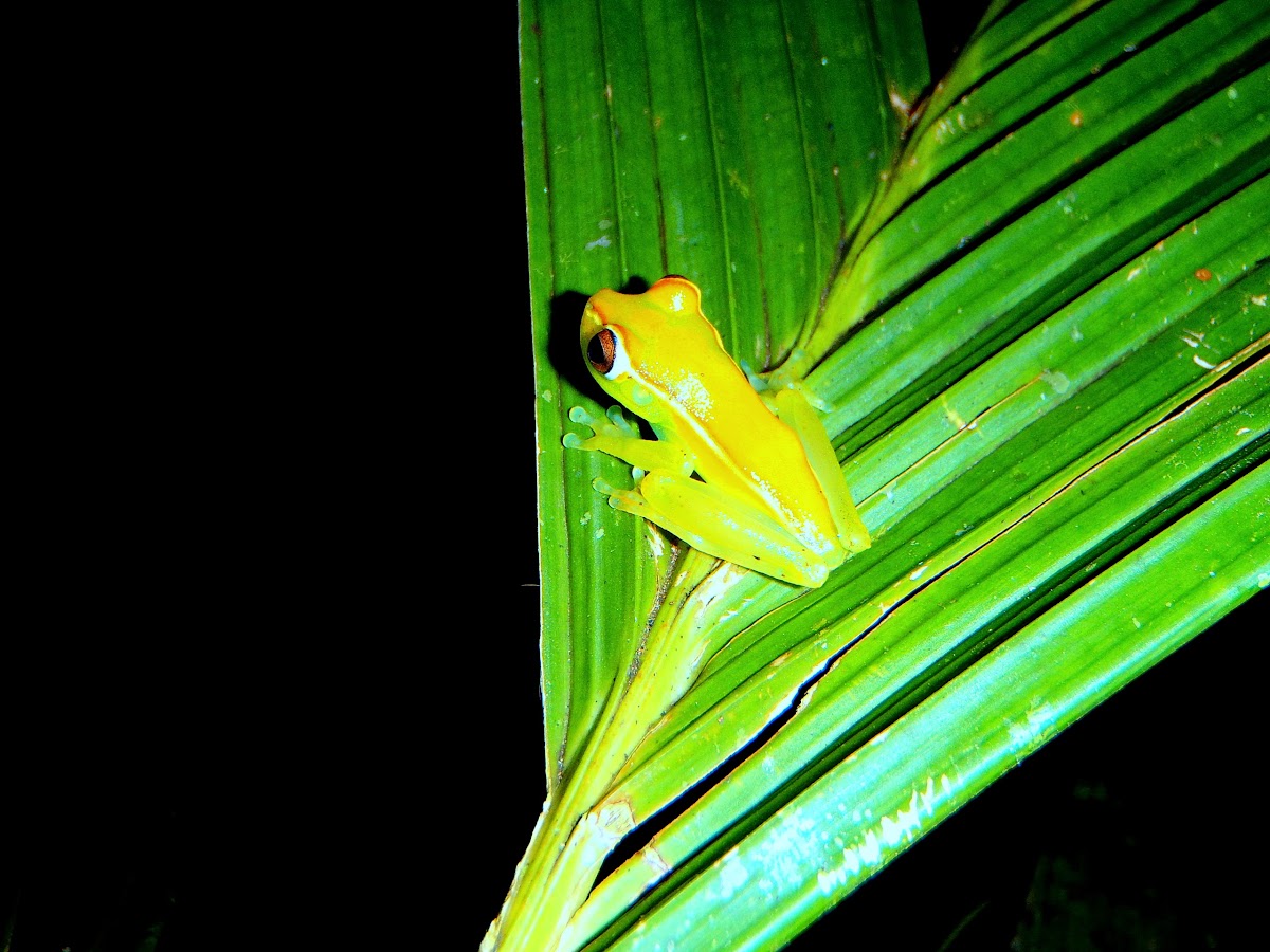 Red-Webbed Tree-Frog