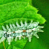 Spiny Oak-Slug Moth Caterpillar