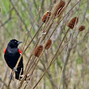 Red-Winged Blackbird