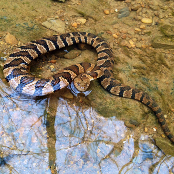 Northern water snake | Project Noah