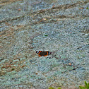 Red Admiral Butterfly