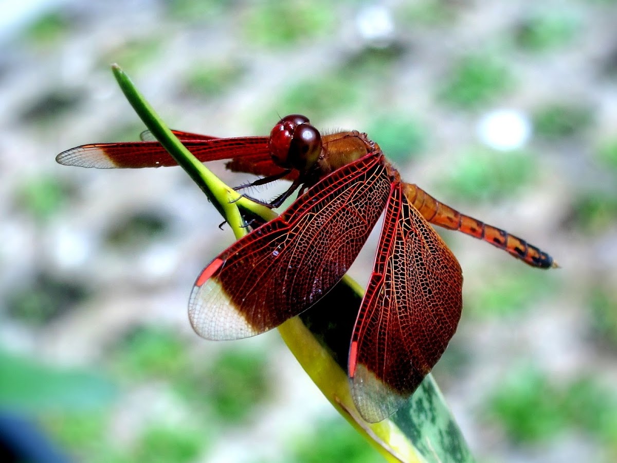 Indonesian Red-Winged Dragonfly