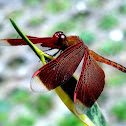 Indonesian Red-Winged Dragonfly