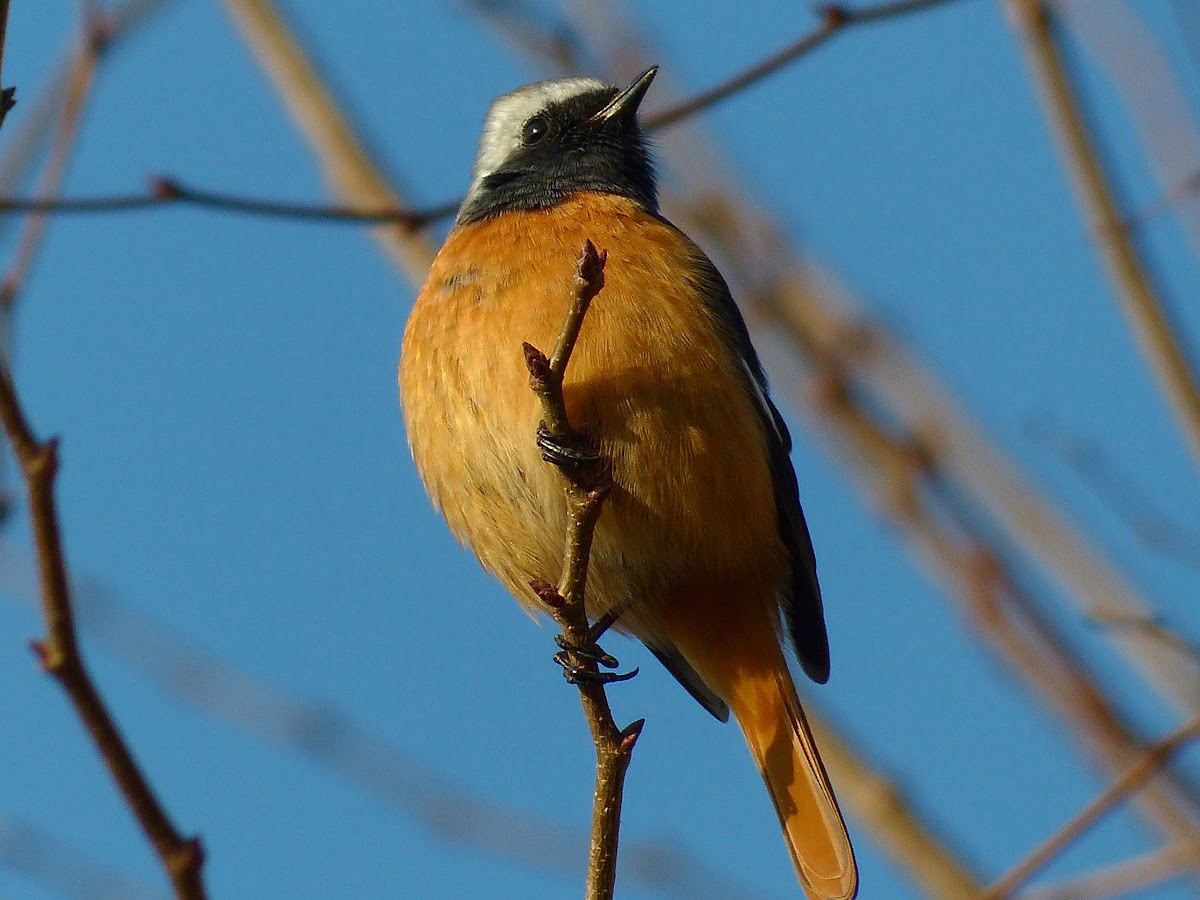 Daurian Redstart, male