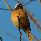 Daurian Redstart, male