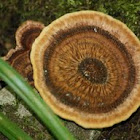 Polypore mushroom