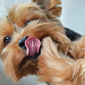by Tupu Kuismin - Animals - Dogs Portraits