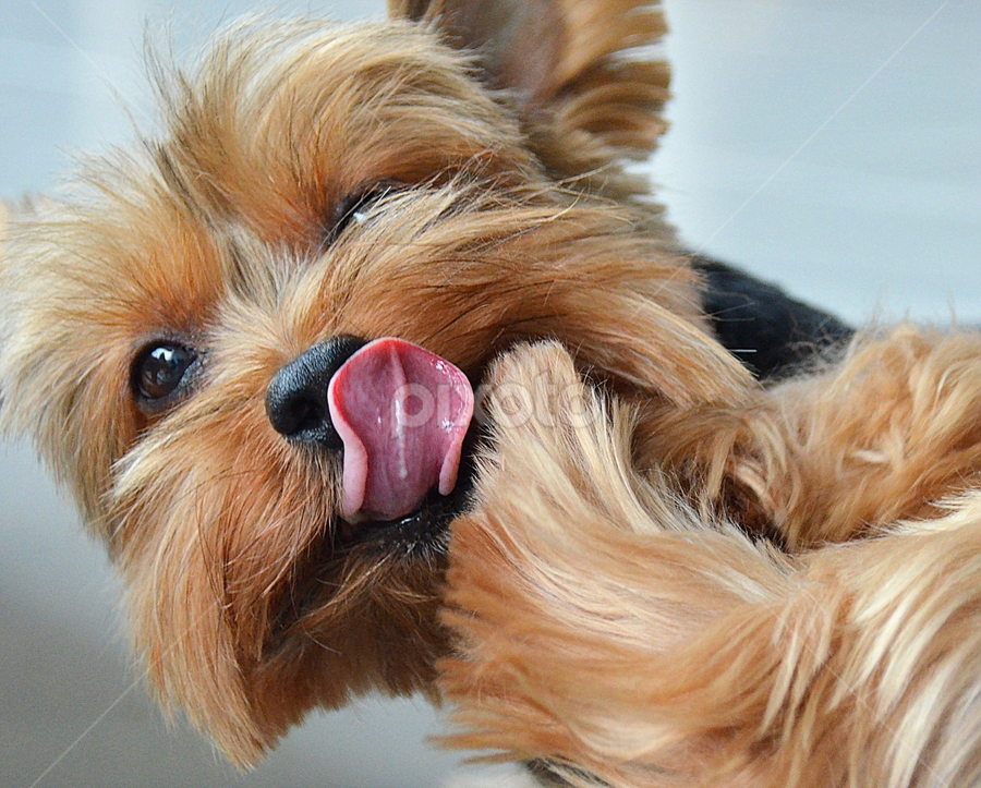 by Tupu Kuismin - Animals - Dogs Portraits