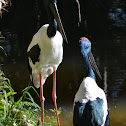 Black-Necked Stork (Australian Jabiru)