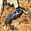 Big Eye Click Beetle