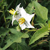 Horse Nettle