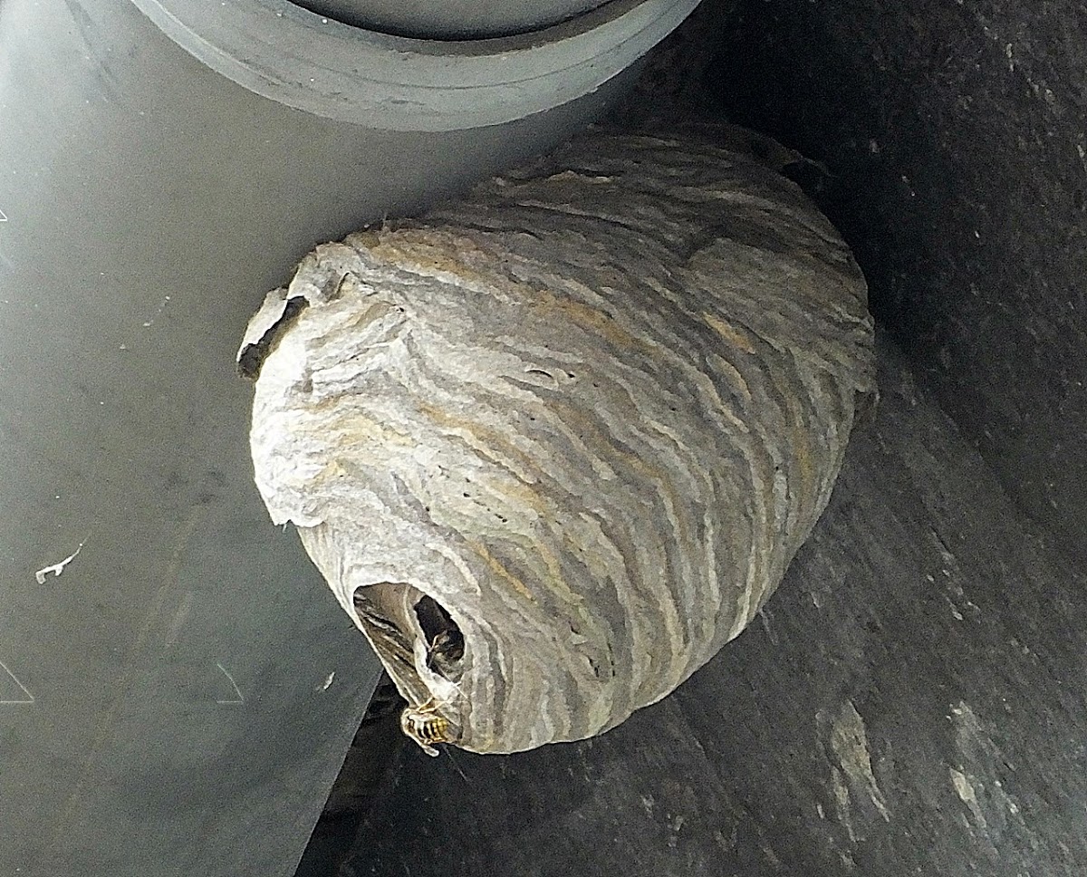 Common Wasp nest / Wespennest