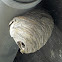 Common Wasp nest / Wespennest